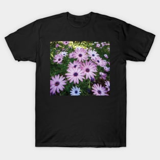 African Daisies T-Shirt